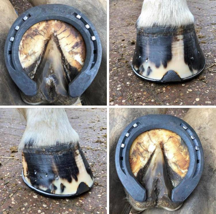 Ben Price Farrier Services